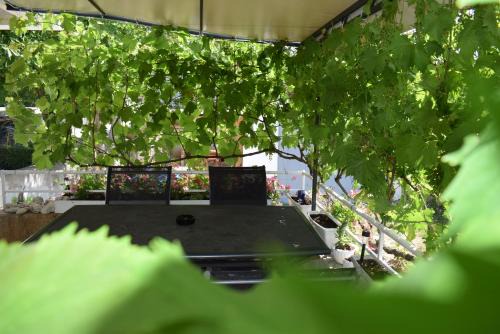 Malinska-Dubasnica Apartment | Apartment Grapes