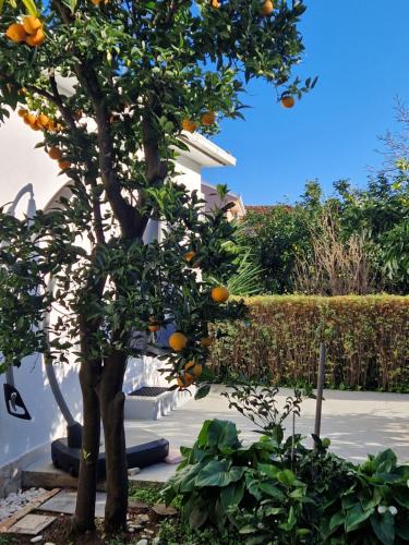 Loviste Apartment | DOWNTOWN GARDEN