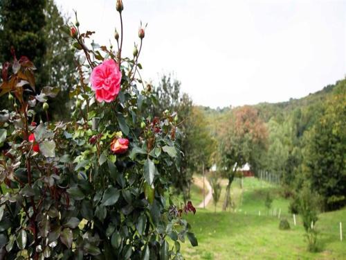 Ribnik House | Nature Escape with Pool & Garden Views