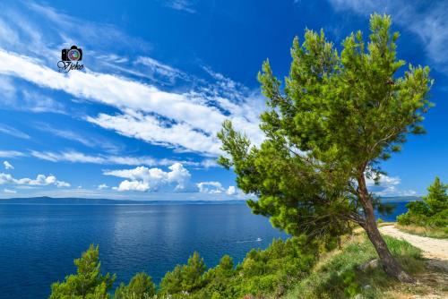 Tucepi Apartment | Vila Maslina Apartments mit Pool und Garten nahe am Strand