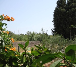 Terrace Sušica Ugljan 