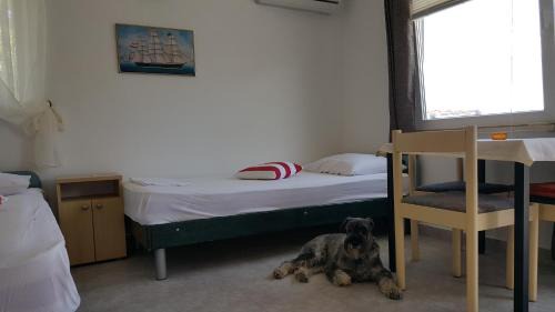 Island Dugi Otok Apartment | Apartment Viktor