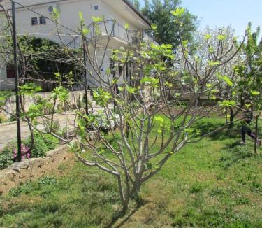 Maslenica Apartment | Apartments Jasen