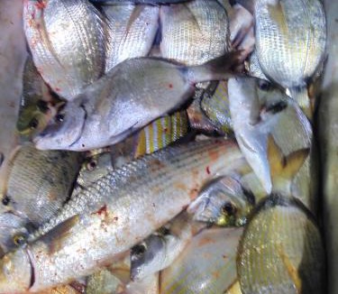 Fazana Bed & Breakfast | B&B Dal Pescatore