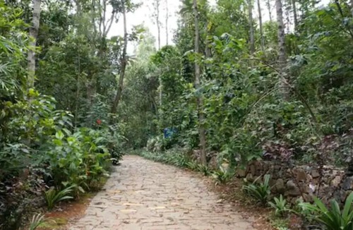 Yercaud Villa | Blue Valley Estate-12 Acre Forest-Silver Oak-Villa