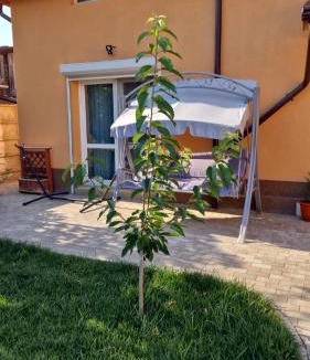 Buzau House | Casa Anton Buzău