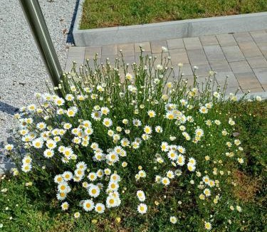 Lokev Apartment | Daisy