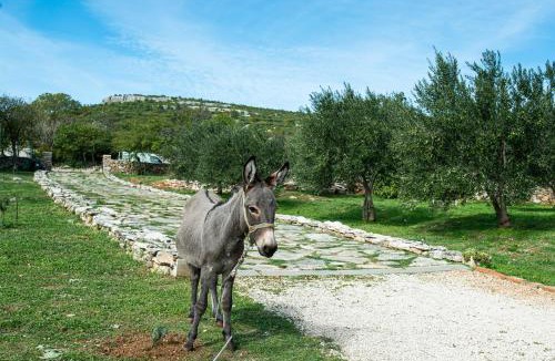 Benkovac House | Dalmatian country house Irena