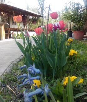 Bilje House | Farm stay Lackovic