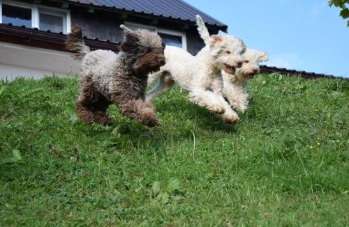 Radatovici House | Guest House Lagotto's Peak