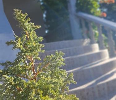 Jadrtovac Apartment | Maslina Apartment