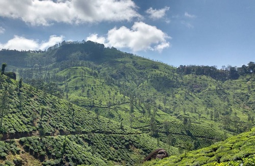 Udumbanchola House | MUNNAR CARDAMOM FOREST ESTATE 3BHK ENTIRE BUNGLOW