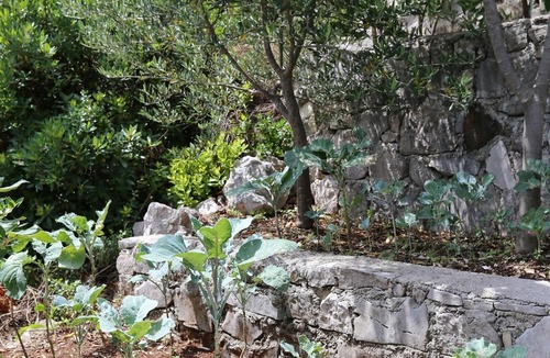 Putnikovic Apartment | One bedroom apartment near beach Kabli, Pelješac (A-10221-a)