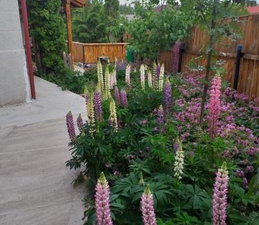 Belis House | Pensiunea Floare de Colt