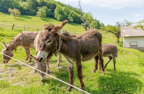 Rogaska Slatina Ski Chalet | Ranch Stojnšek House With Sauna - Happy Rentals