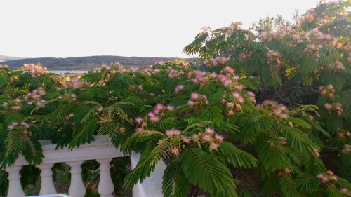 Donje Polje House | The Garden of Elaïs