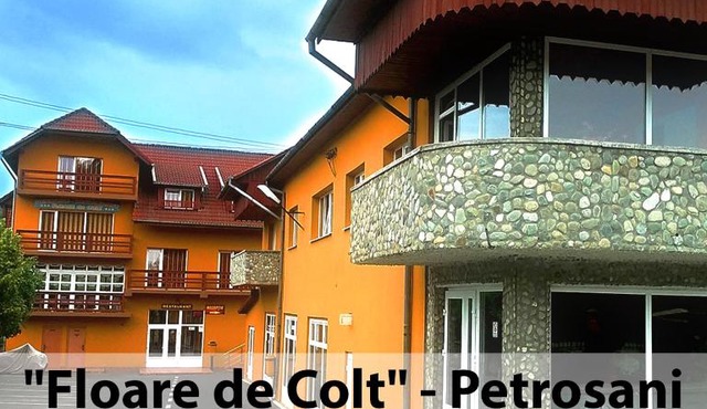 Floare de Colt Petrosani in Petroşani