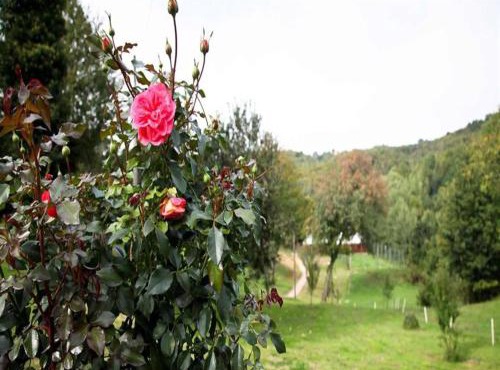 Nature Escape with Pool & Garden Views