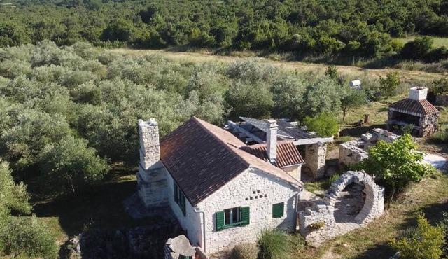 Paljka olive garden in rastane donje