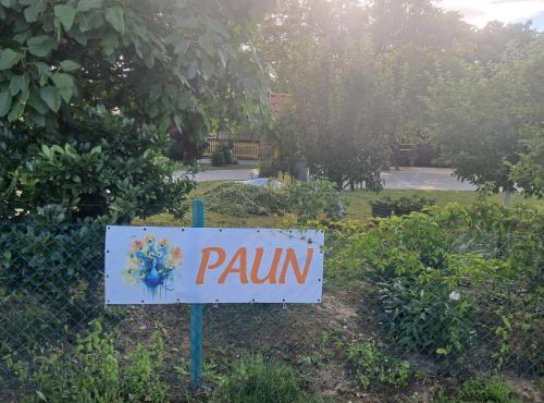 Paun