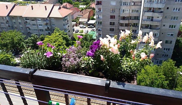 Penthouse apartment Nufarul Oradea in Oradea
