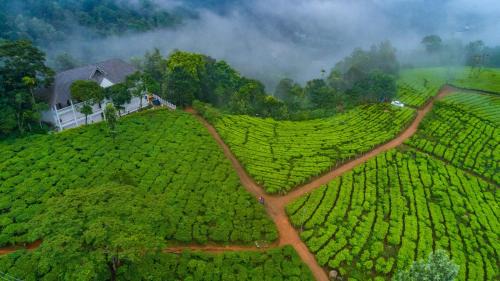 Tea Harvester in Munnar