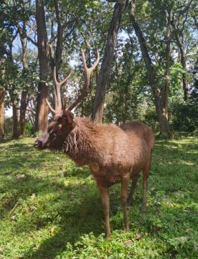 Wild Window - Forest View Homestay in Thekkady