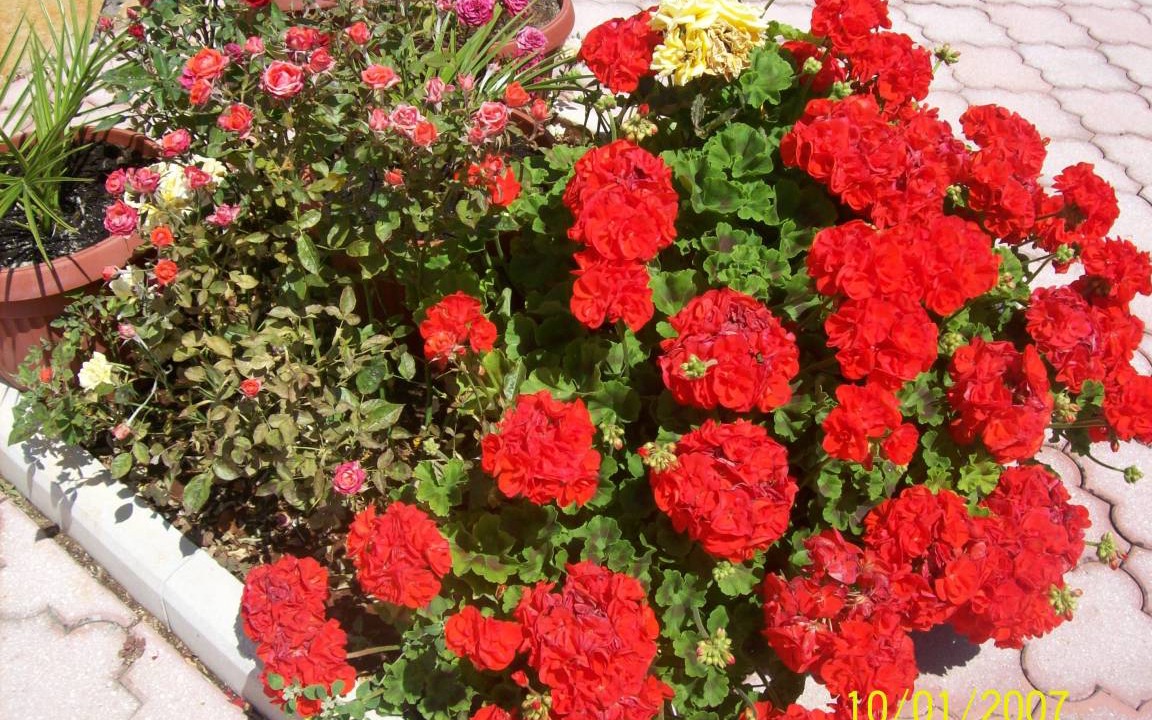 Photo of Others in Vinisce