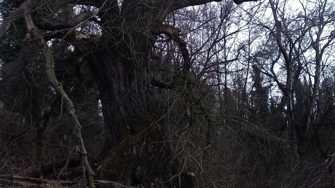 Photo of Others in Erdut