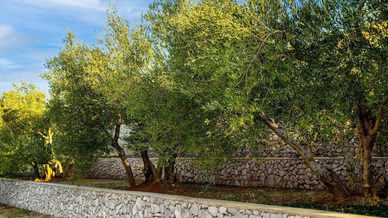 Photo of Outdoor in Koromacno