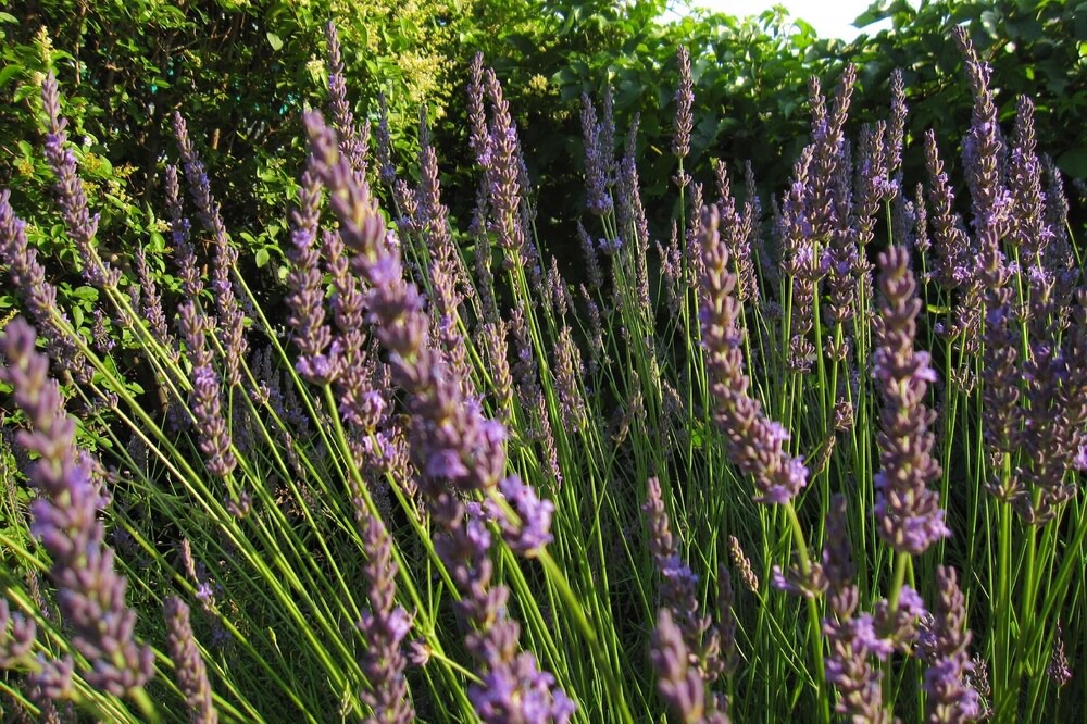 Photo of Outdoor in Hreljin
