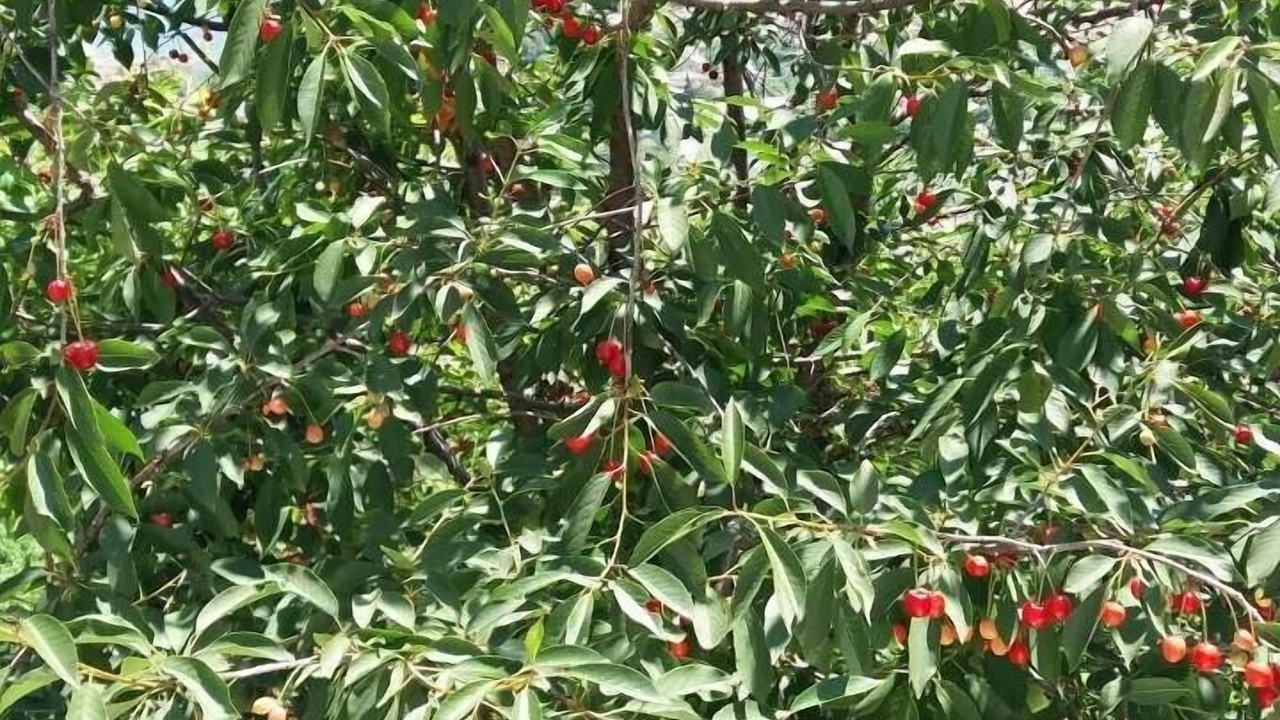 Photo of Outdoor in Trebinje
