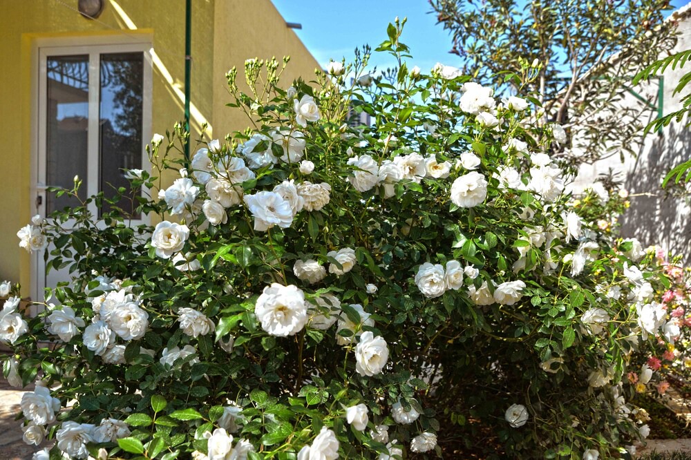 Photo of Outdoor in Susica
