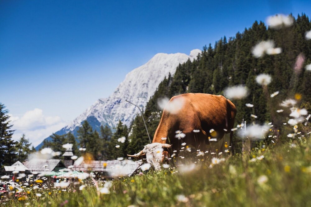 Photo of Outdoor in Ambroz pod Krvavcem