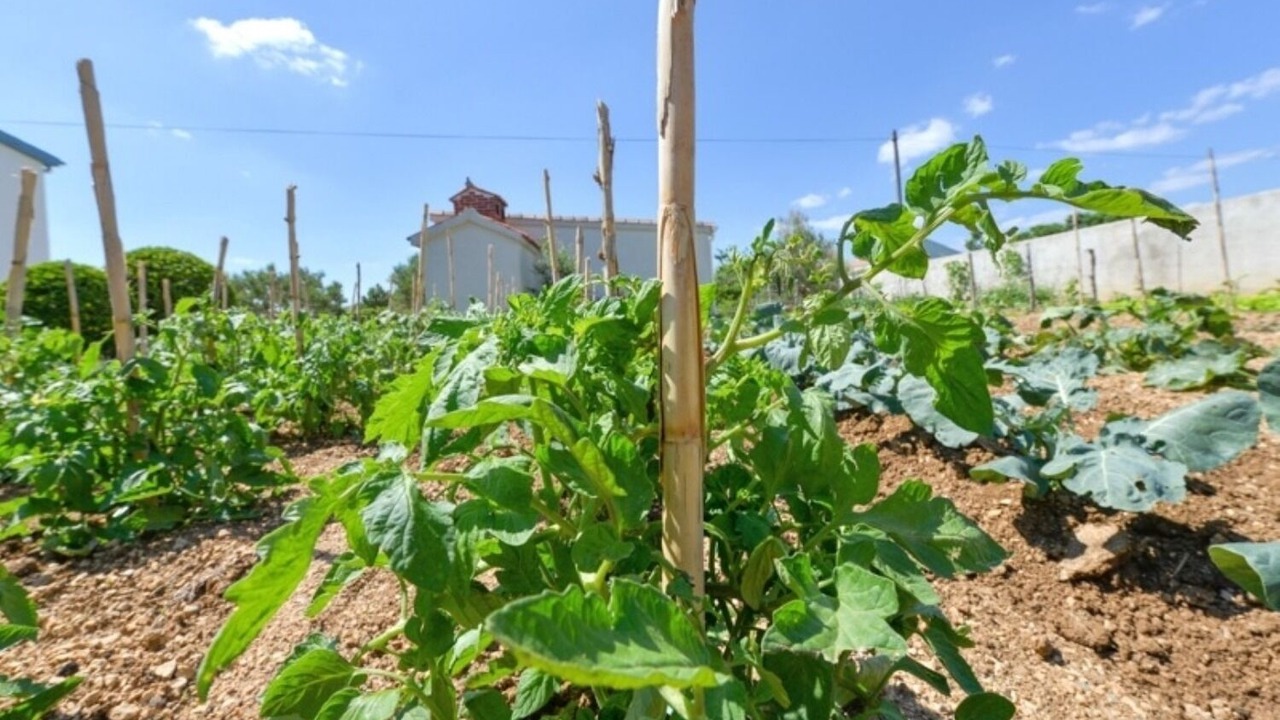 Photo of Outdoor in Vlasici