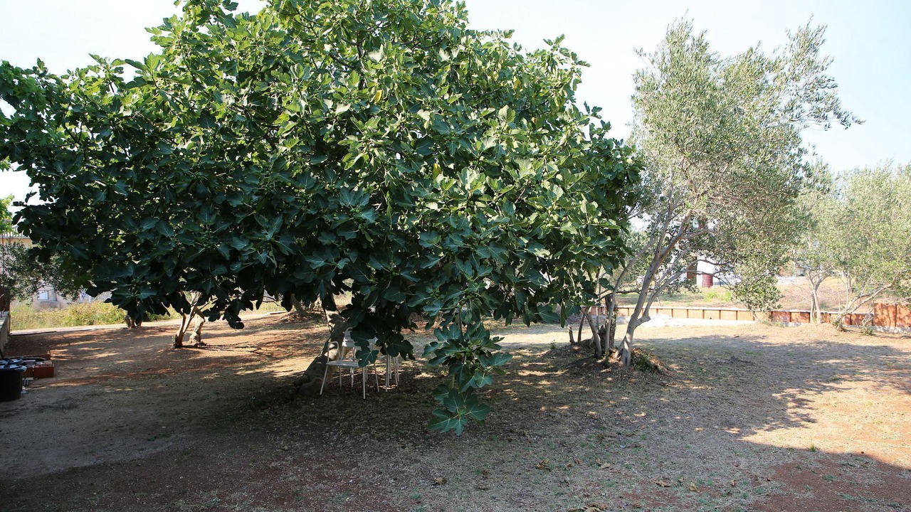 Photo of Outdoor in Vrgada