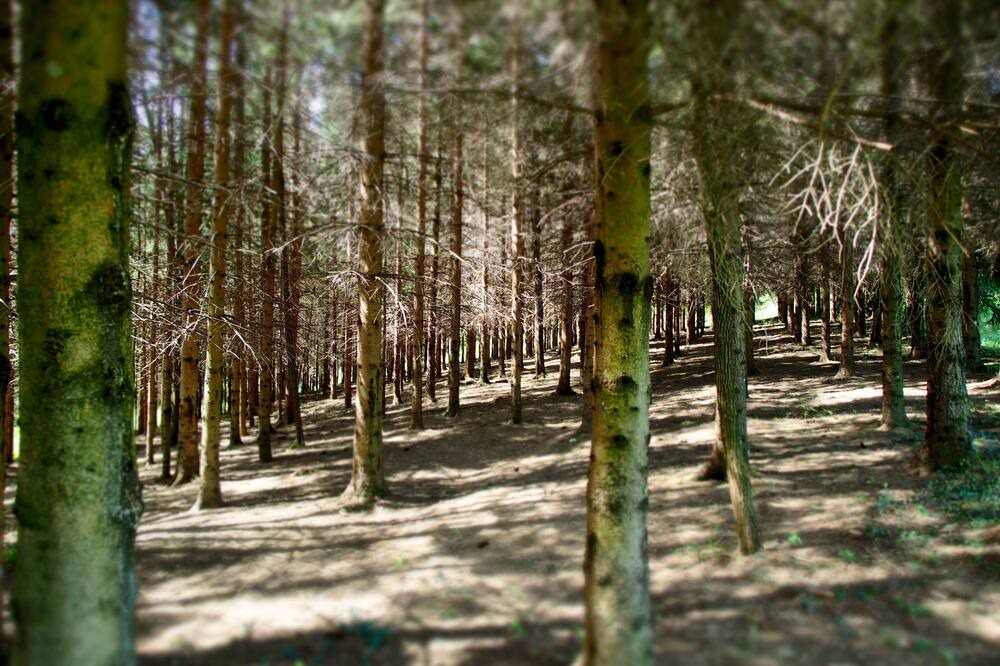 Photo of Outdoor in Plaski