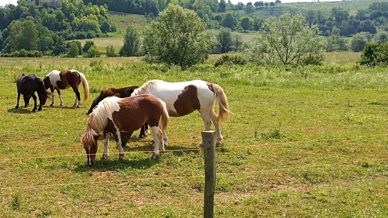 Photo of Others in Netretic
