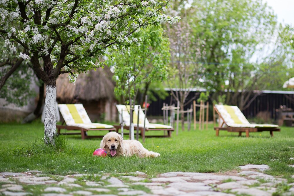 Photo of Outdoor in Cartisoara