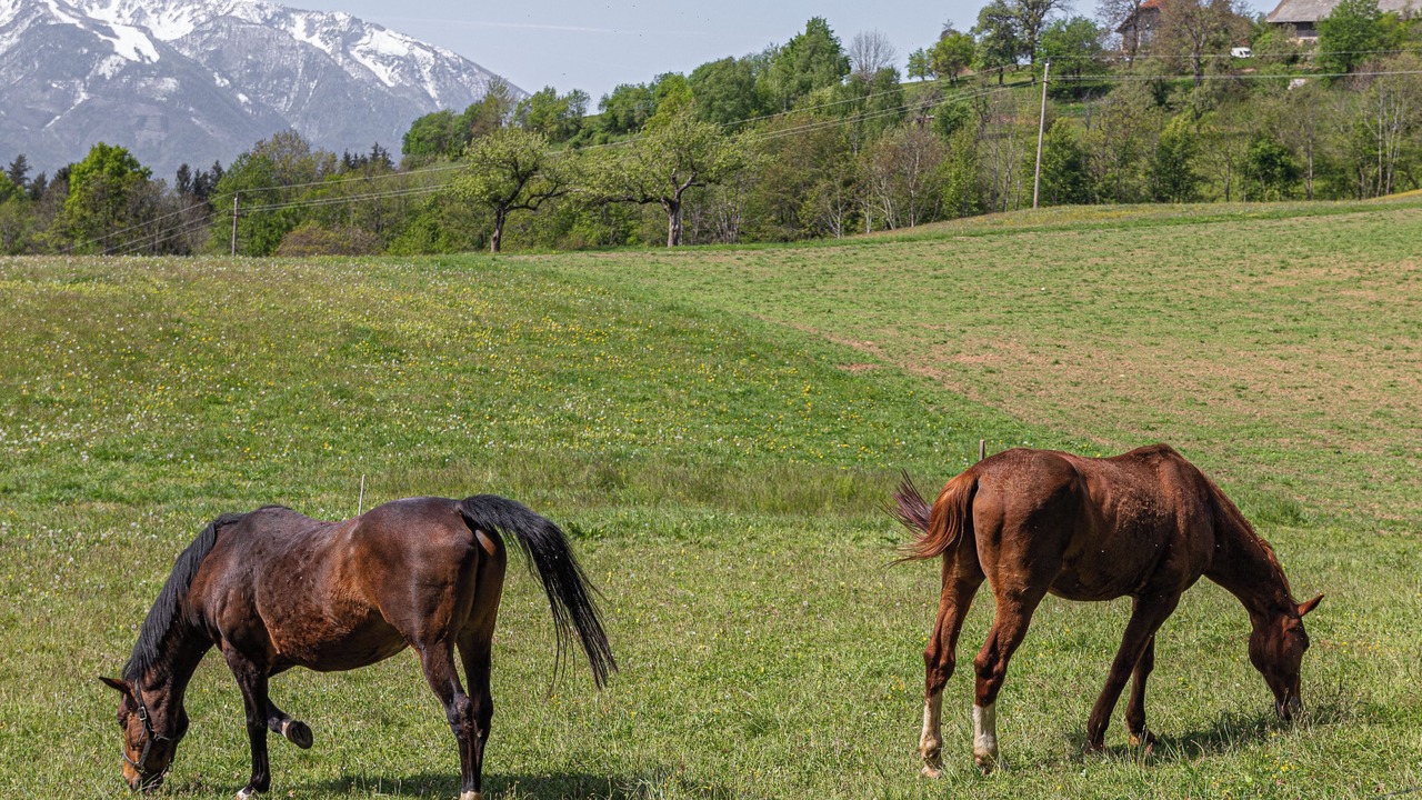 Photo of Outdoor in Prevalje