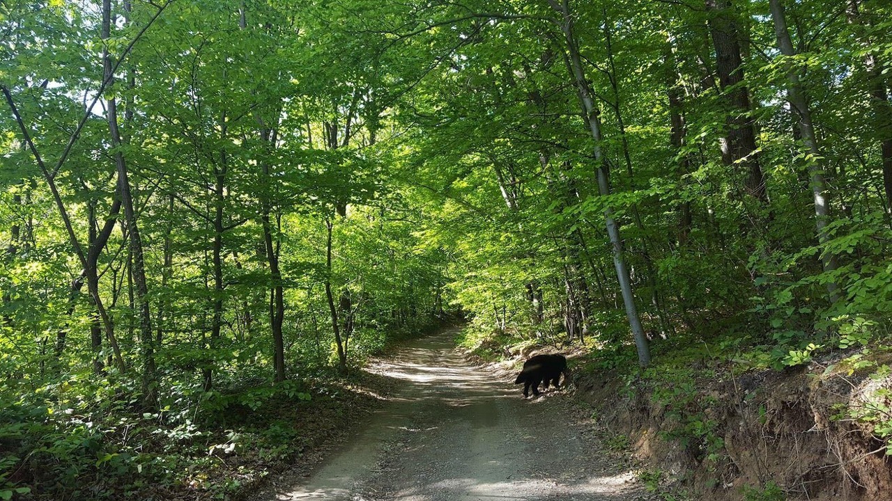 Photo of Outdoor in Novi Marof