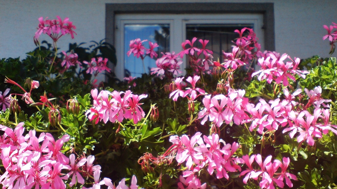 Photo of Outdoor in Irinovac