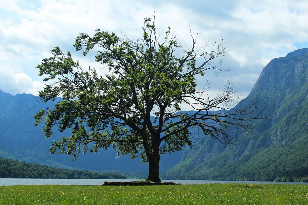 Photo of Others in Bohinjska Bistrica