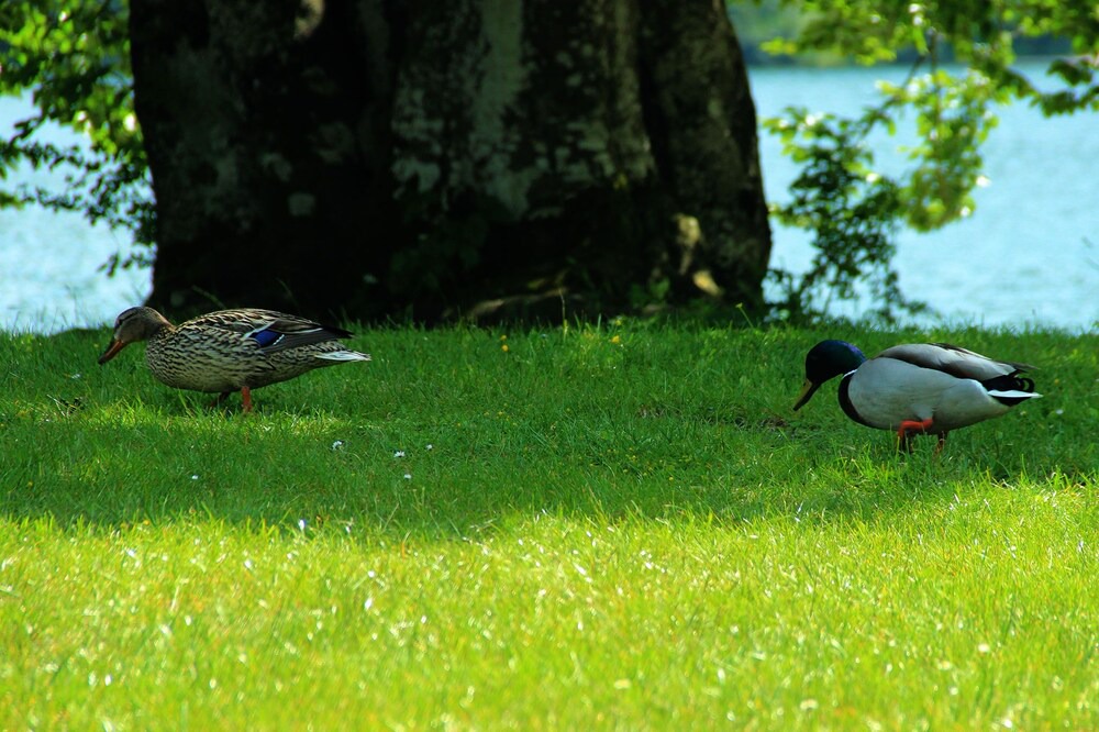 Photo of Others in Bohinjska Bistrica