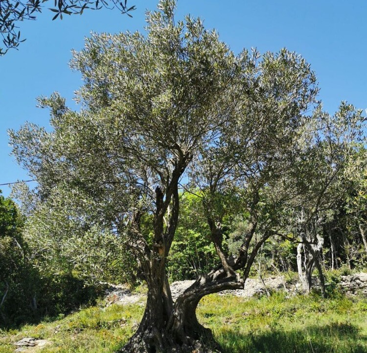 Photo of Outdoor in Sveti Jakov