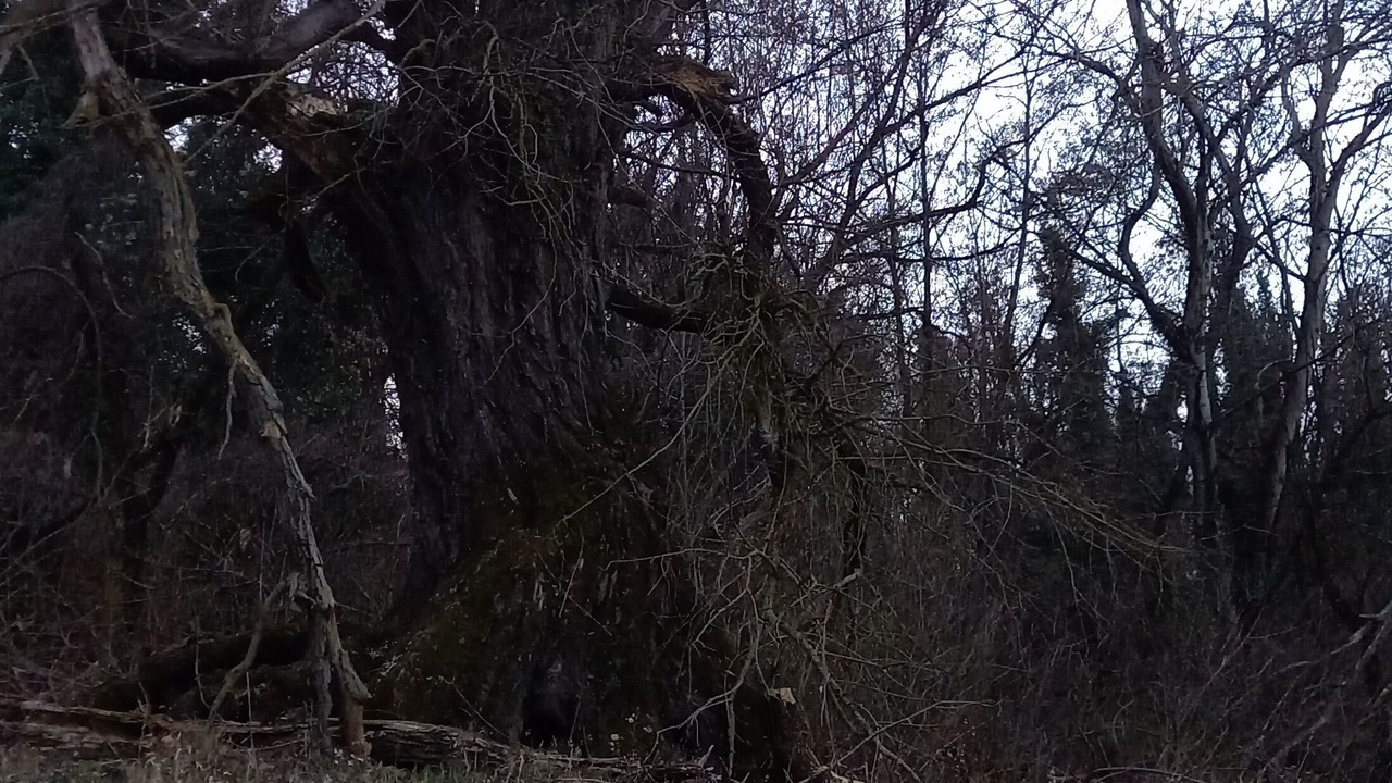 Photo of Others in Erdut