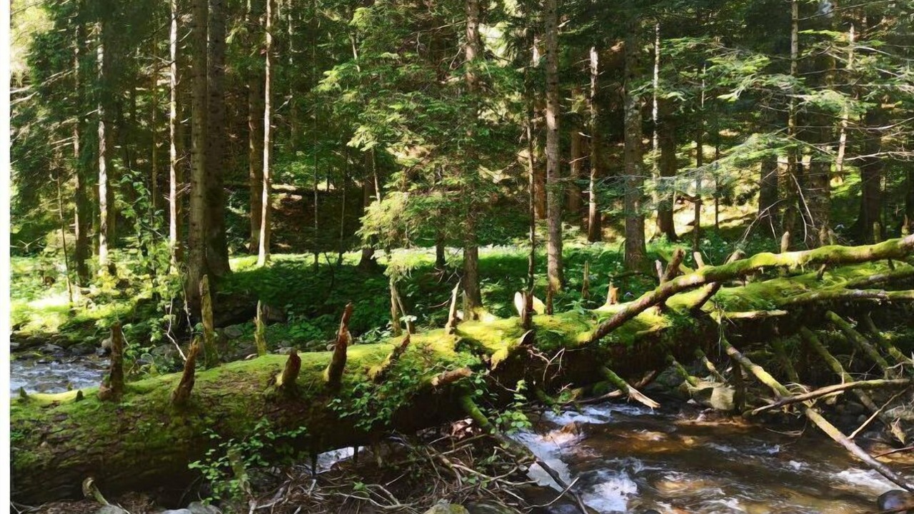 Photo of Others in Pohorje