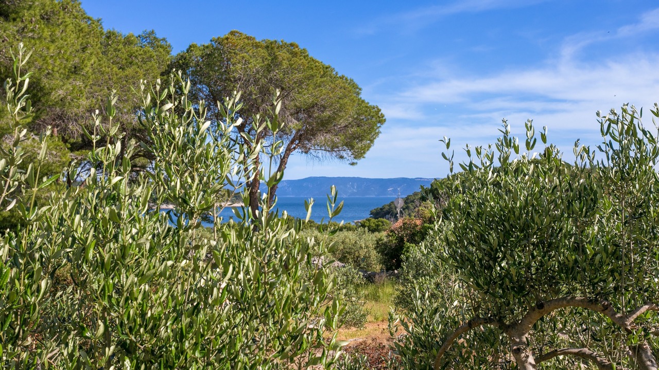 Photo of Others in Cove Osibova (Milna)