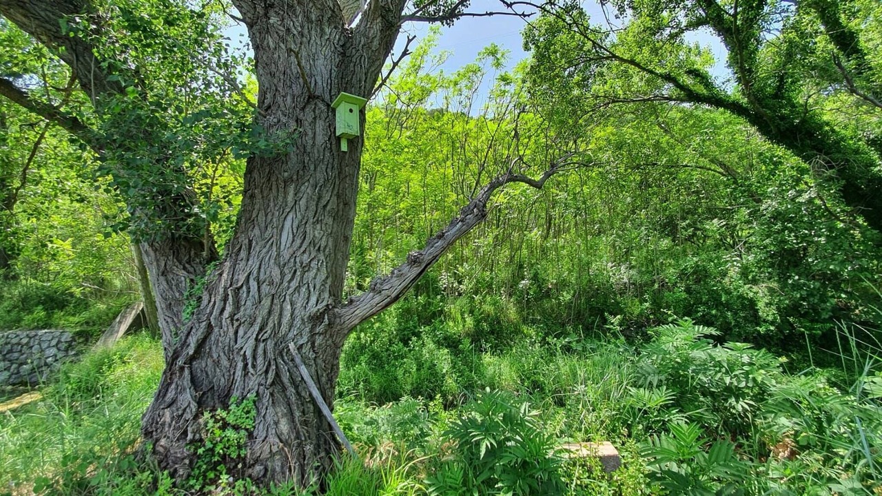 Photo of Outdoor in Draga Bascanska