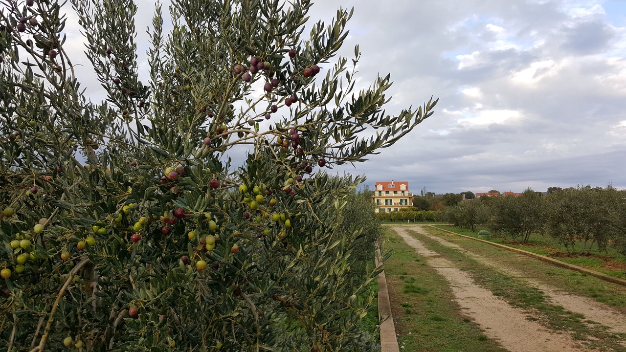 Photo of Outdoor in Sibenik